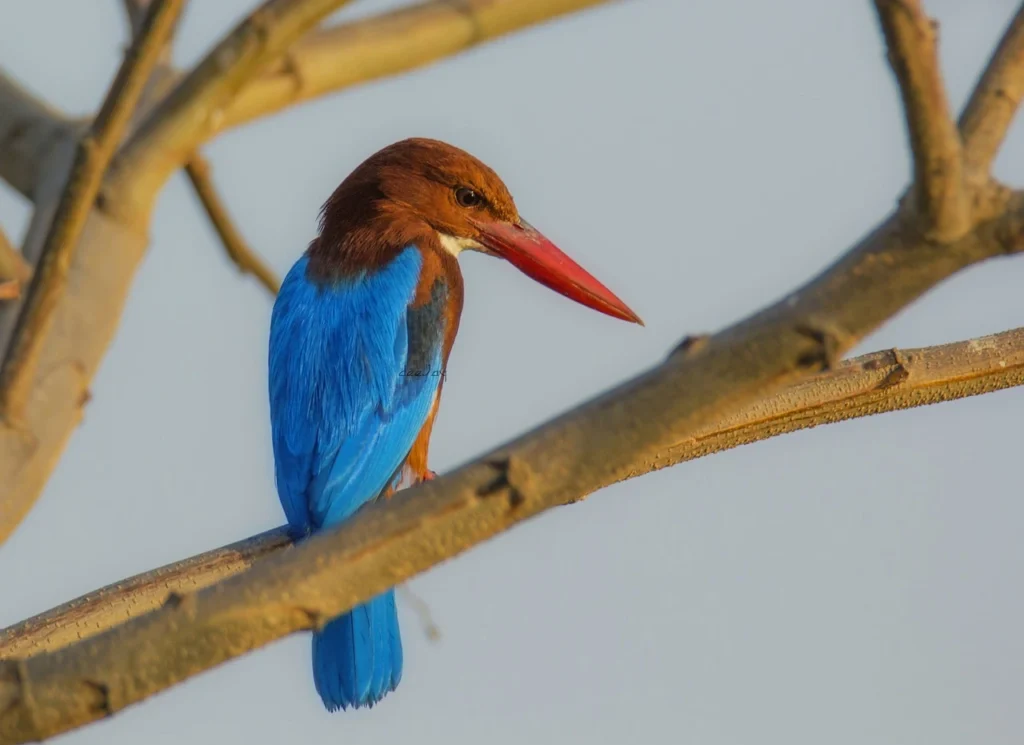 Exotic-bird-during-India-birding-tour