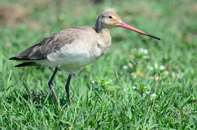 Bird in Chilka Lake