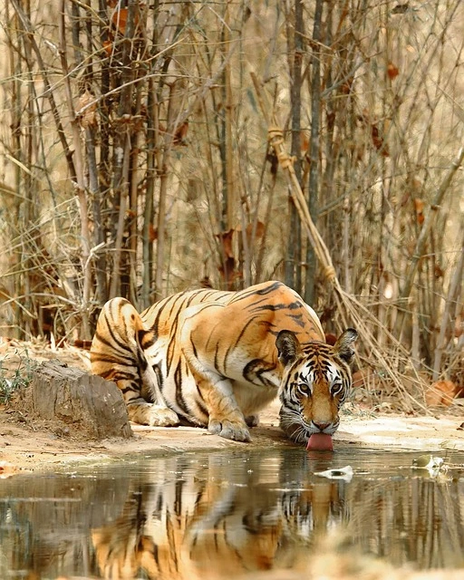 Tiger Safari in Ranthambore