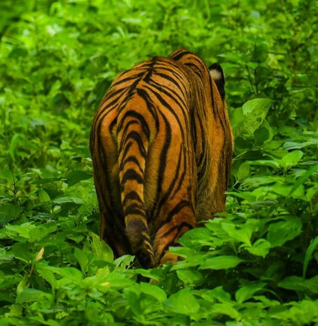 Kerala Wildlife Tour
