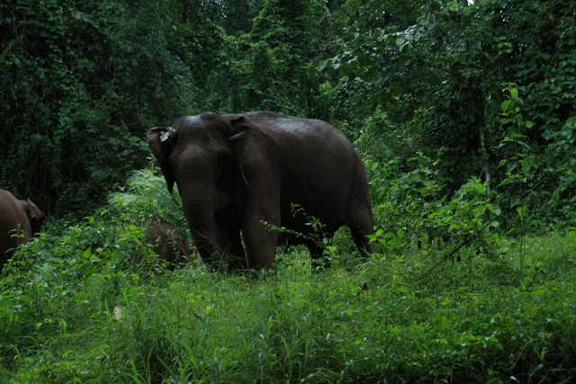 Wild Elephant in South Indian santuary